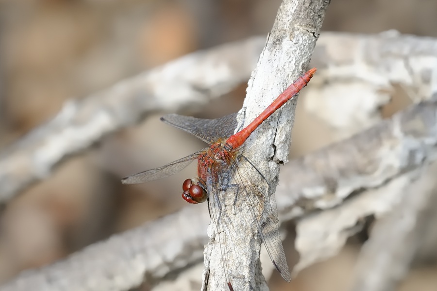 Sympetrum da ID